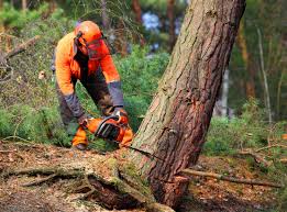 Best Hazardous Tree Removal  in Boronda, CA