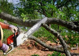 Best Tree and Shrub Care  in Boronda, CA