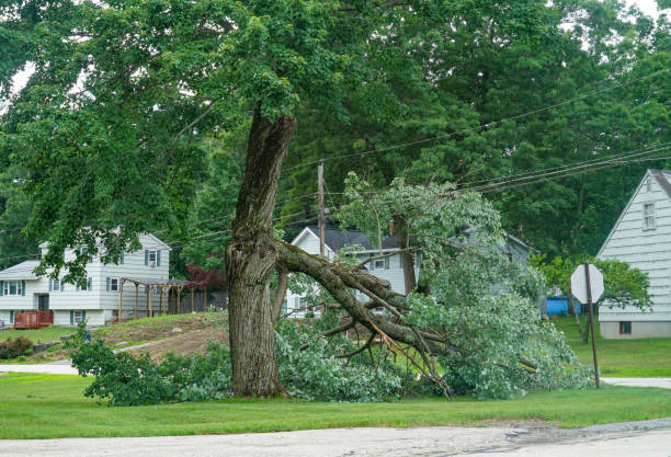 Best Tree Removal  in Boronda, CA